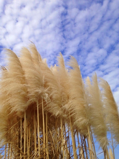 3 недели в Израиле в октябре-ноябре 2014г.