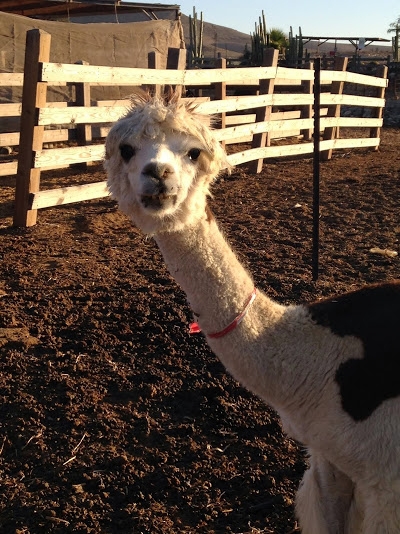 3 недели в Израиле в октябре-ноябре 2014г.