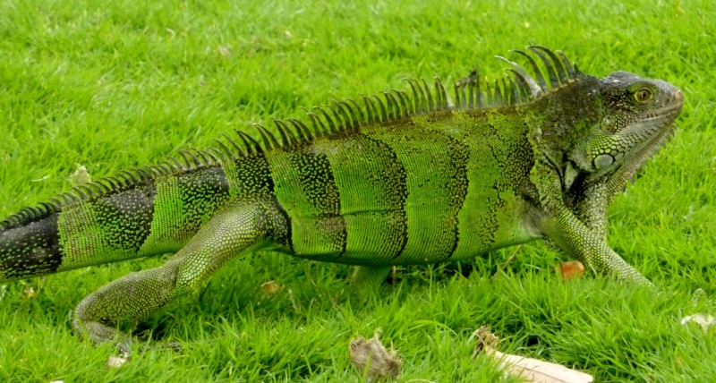 Как я купил мотоцикл в Бриджпорте, и проехал на нём по Америке.