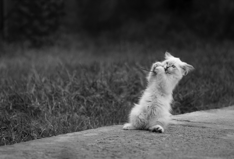 Поговорим о кошках31