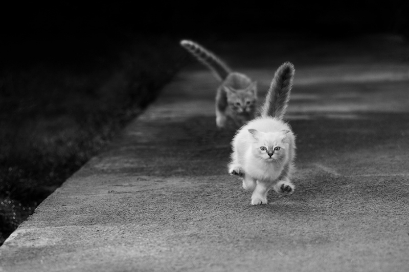 Поговорим о кошках31