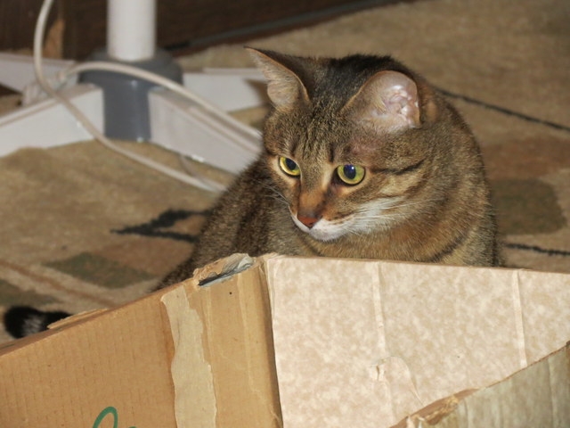 Поговорим о кошках31