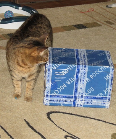 Поговорим о кошках31