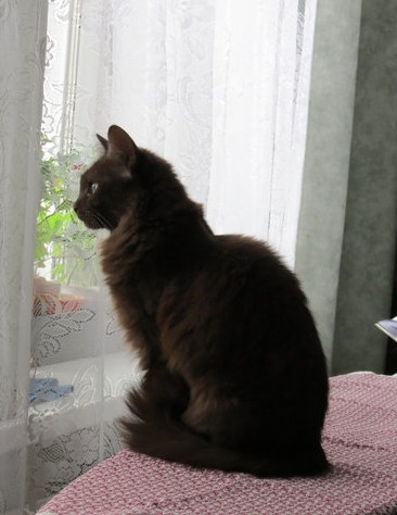 Поговорим о кошках31