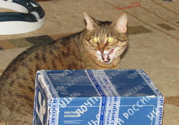 Поговорим о кошках31