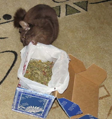 Поговорим о кошках31