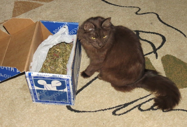 Поговорим о кошках31