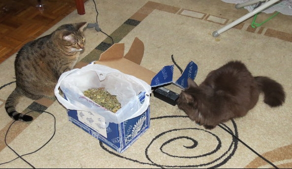 Поговорим о кошках31