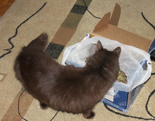 Поговорим о кошках31