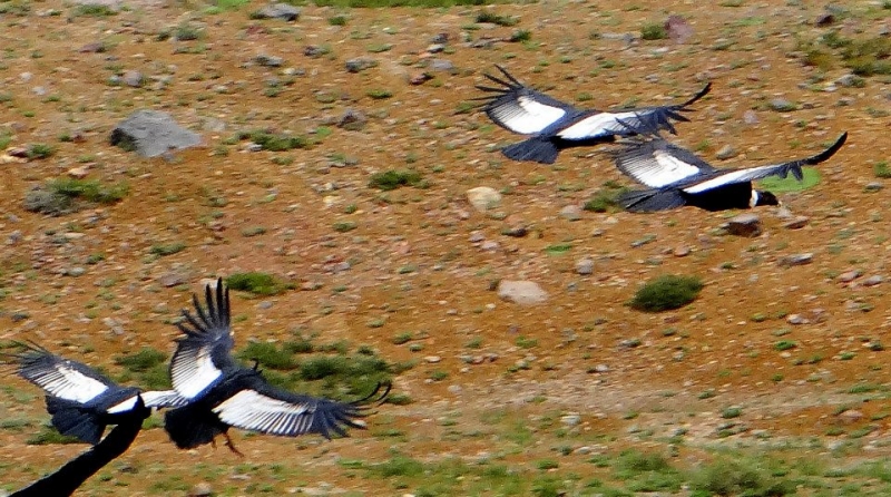 Как я купил мотоцикл в Бриджпорте, и проехал на нём по Америке.