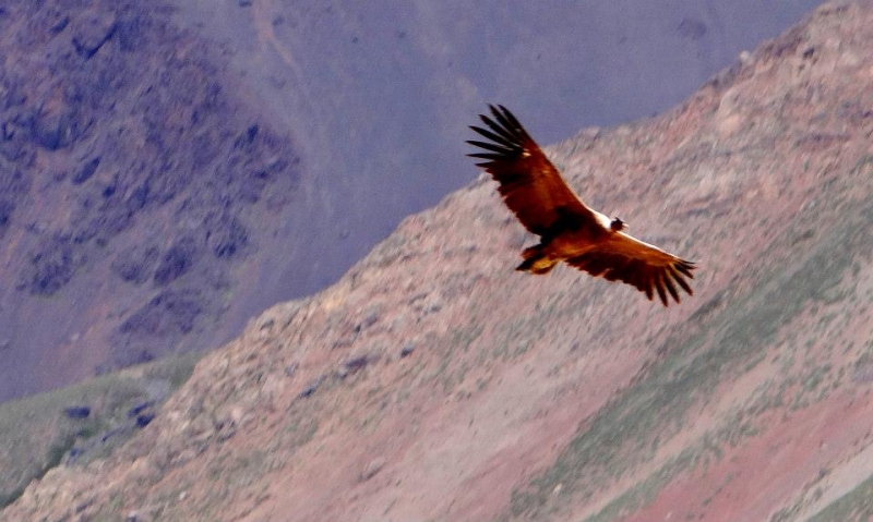 Как я купил мотоцикл в Бриджпорте, и проехал на нём по Америке.