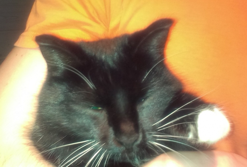 Поговорим о кошках31