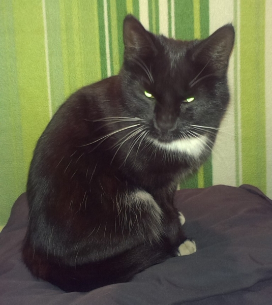 Поговорим о кошках31