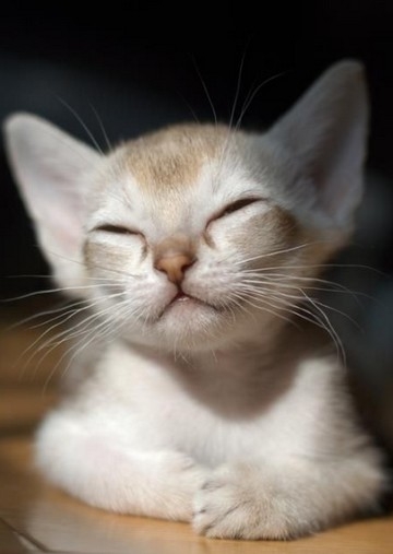 Поговорим о кошках31