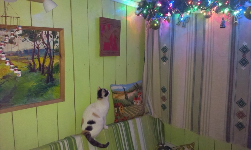 Поговорим о кошках31