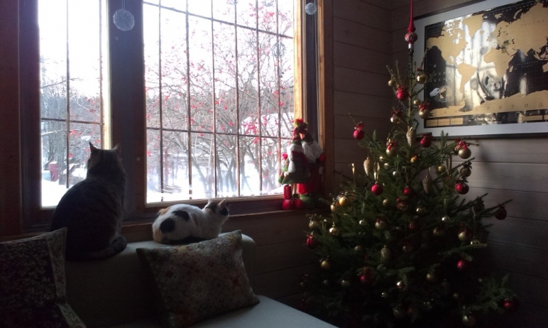 Поговорим о кошках31