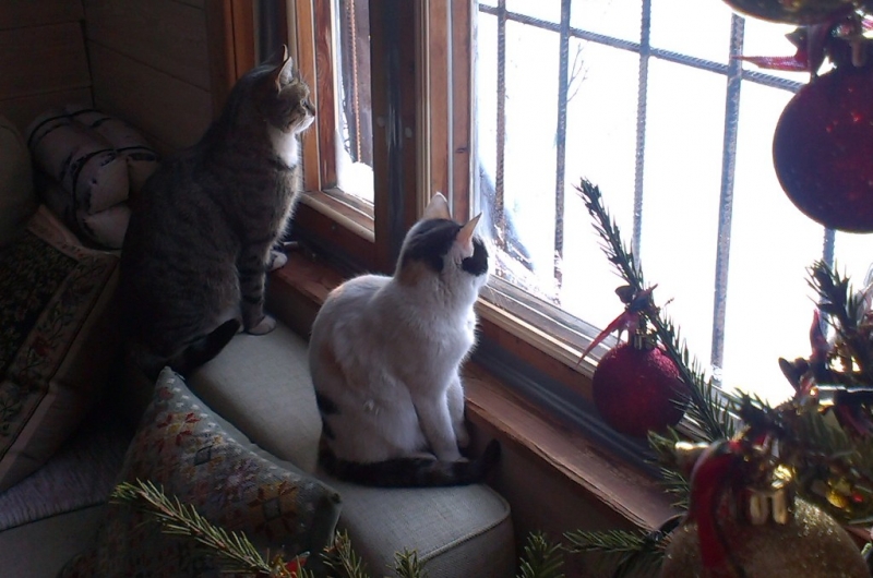 Поговорим о кошках31