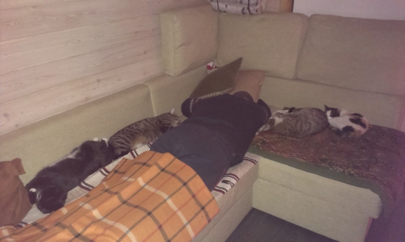 Поговорим о кошках31