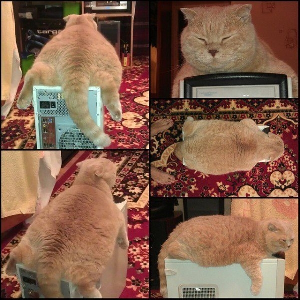 Поговорим о кошках31