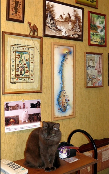 Поговорим о кошках31