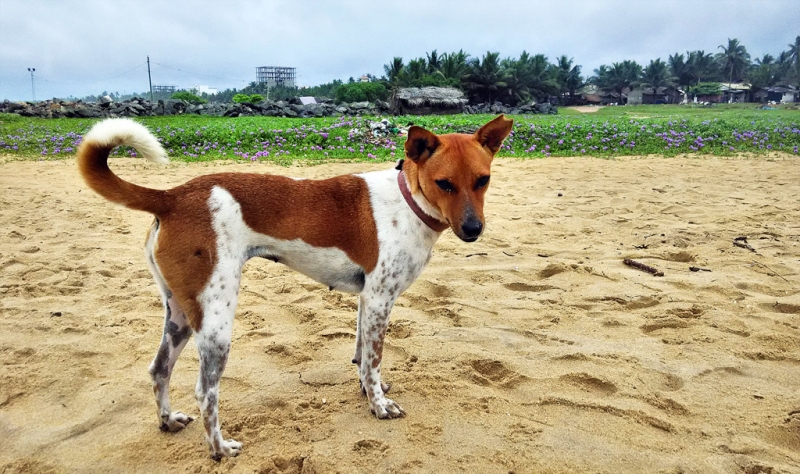 Культурный треугольник на мотобайках + пляжи Хиккадува - Матара (много фото) Культурный треугольник на мотобайках + пляжи Хиккадува - Матара (много фото)