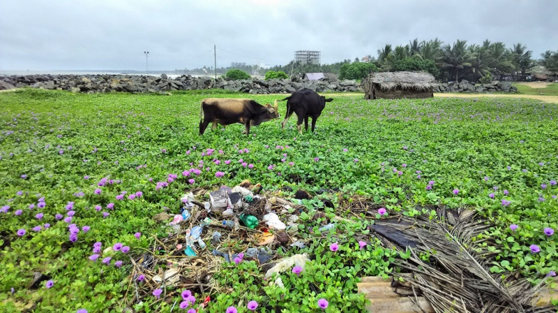 Культурный треугольник на мотобайках + пляжи Хиккадува - Матара (много фото) Культурный треугольник на мотобайках + пляжи Хиккадува - Матара (много фото)