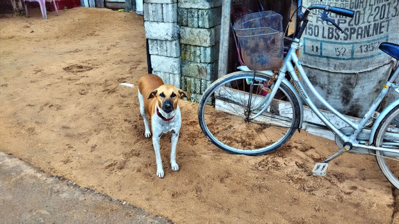Культурный треугольник на мотобайках + пляжи Хиккадува - Матара (много фото) Культурный треугольник на мотобайках + пляжи Хиккадува - Матара (много фото)