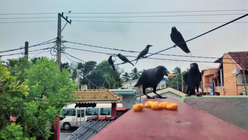 Культурный треугольник на мотобайках + пляжи Хиккадува - Матара (много фото) Культурный треугольник на мотобайках + пляжи Хиккадува - Матара (много фото)