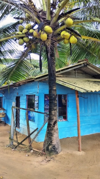 Культурный треугольник на мотобайках + пляжи Хиккадува - Матара (много фото) Культурный треугольник на мотобайках + пляжи Хиккадува - Матара (много фото)