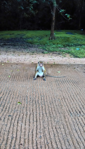Культурный треугольник на мотобайках + пляжи Хиккадува - Матара (много фото)