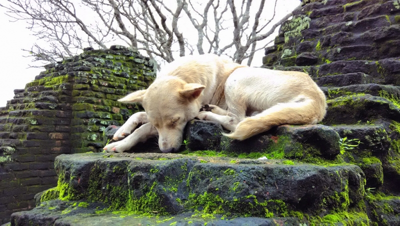 Культурный треугольник на мотобайках + пляжи Хиккадува - Матара (много фото)