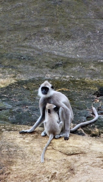 Культурный треугольник на мотобайках + пляжи Хиккадува - Матара (много фото)