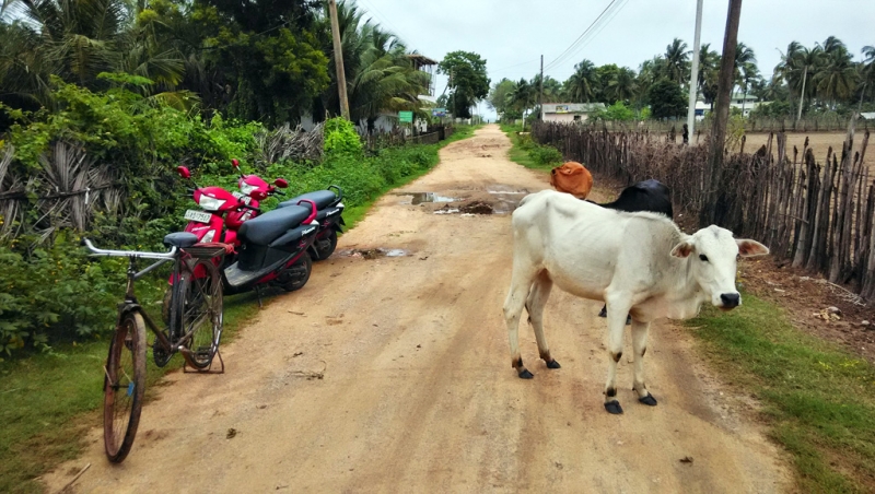 Культурный треугольник на мотобайках + пляжи Хиккадува - Матара (много фото) Культурный треугольник на мотобайках + пляжи Хиккадува - Матара (много фото)