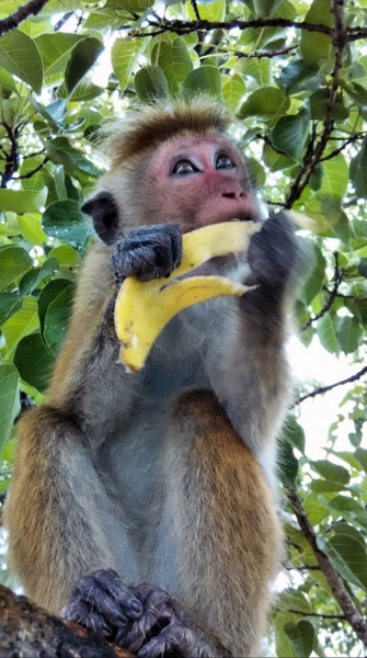 Культурный треугольник на мотобайках + пляжи Хиккадува - Матара (много фото) Культурный треугольник на мотобайках + пляжи Хиккадува - Матара (много фото)