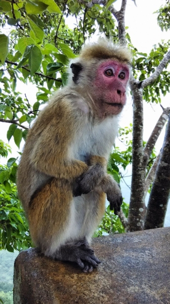 Культурный треугольник на мотобайках + пляжи Хиккадува - Матара (много фото) Культурный треугольник на мотобайках + пляжи Хиккадува - Матара (много фото)