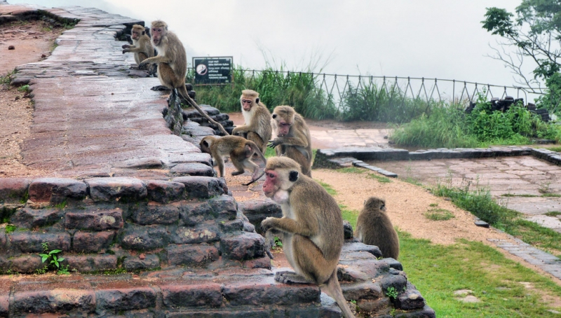 Культурный треугольник на мотобайках + пляжи Хиккадува - Матара (много фото) Культурный треугольник на мотобайках + пляжи Хиккадува - Матара (много фото)