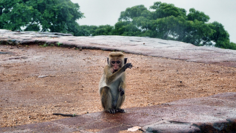 Культурный треугольник на мотобайках + пляжи Хиккадува - Матара (много фото) Культурный треугольник на мотобайках + пляжи Хиккадува - Матара (много фото)