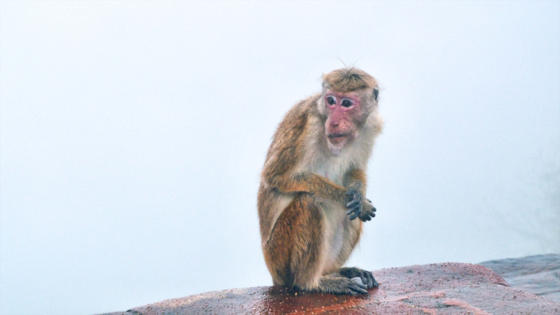 Культурный треугольник на мотобайках + пляжи Хиккадува - Матара (много фото) Культурный треугольник на мотобайках + пляжи Хиккадува - Матара (много фото)