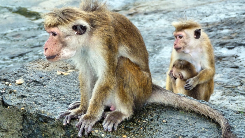 Культурный треугольник на мотобайках + пляжи Хиккадува - Матара (много фото)