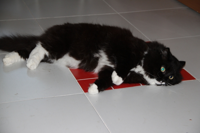 Поговорим о кошках31