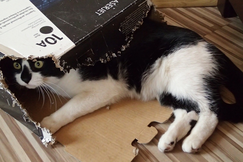 Поговорим о кошках31