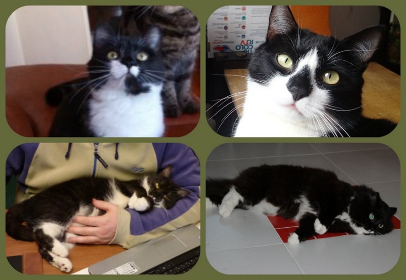 Поговорим о кошках31