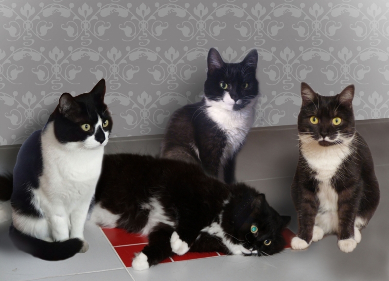 Поговорим о кошках31