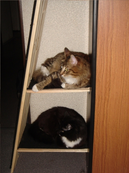 Поговорим о кошках31