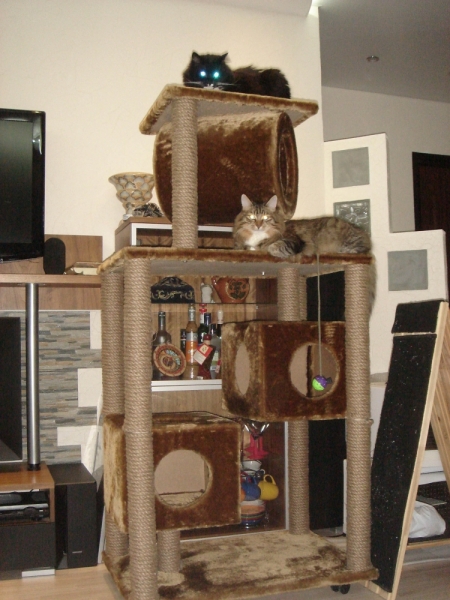 Поговорим о кошках31