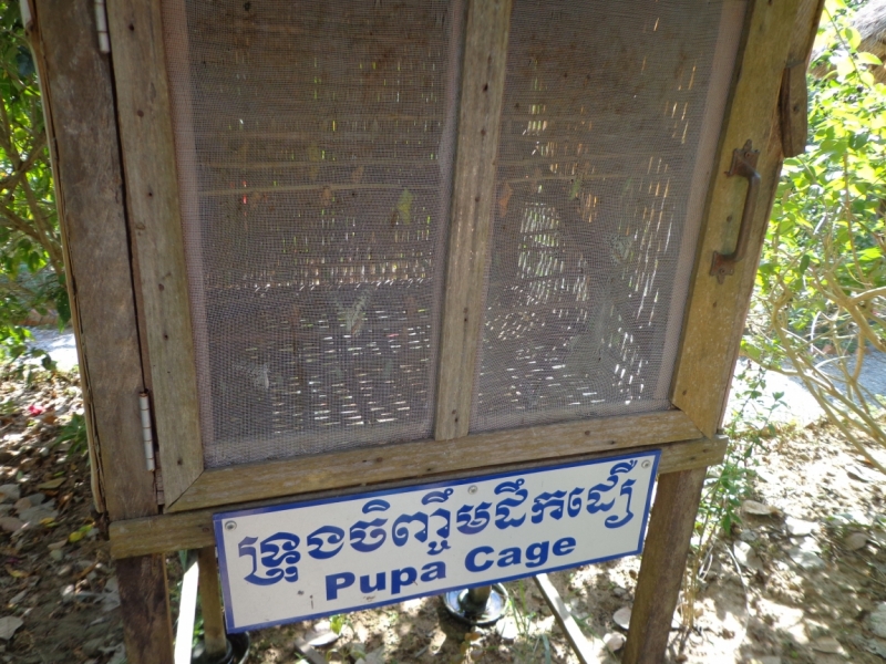 Сием Рип - Кеп - Кампот - Сиануквиль - Пномпень. Январь 2015