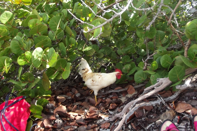 Все острова давным-давно открыты: трансатлантика Costa Fortuna на Карибы, декабрь 2014