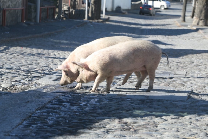Грузия (Казбеги, Тбилиси, Кахетия, Кутаиси, Батуми)_январские каникулы_2015