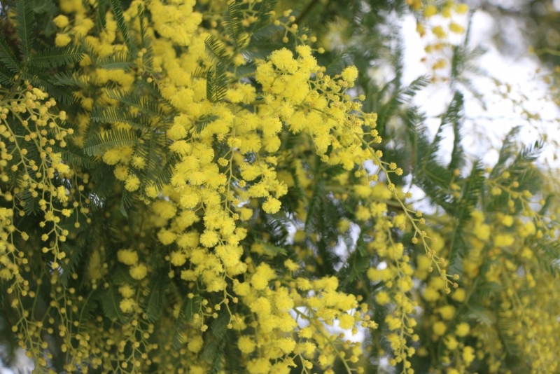 Грузия (Казбеги, Тбилиси, Кахетия, Кутаиси, Батуми)_январские каникулы_2015