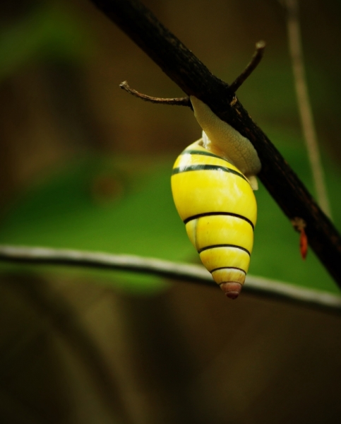 Макро со всего света